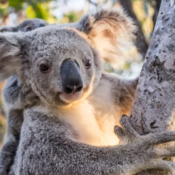 Australian Roadtrip: East Coast & Nature Adventure!