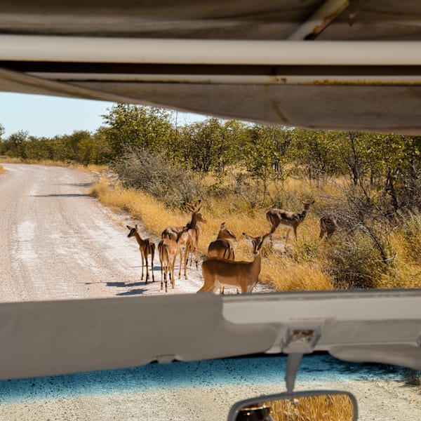Namibia Roadtrip: Etosha Safari trifft Wüsten Vibes 