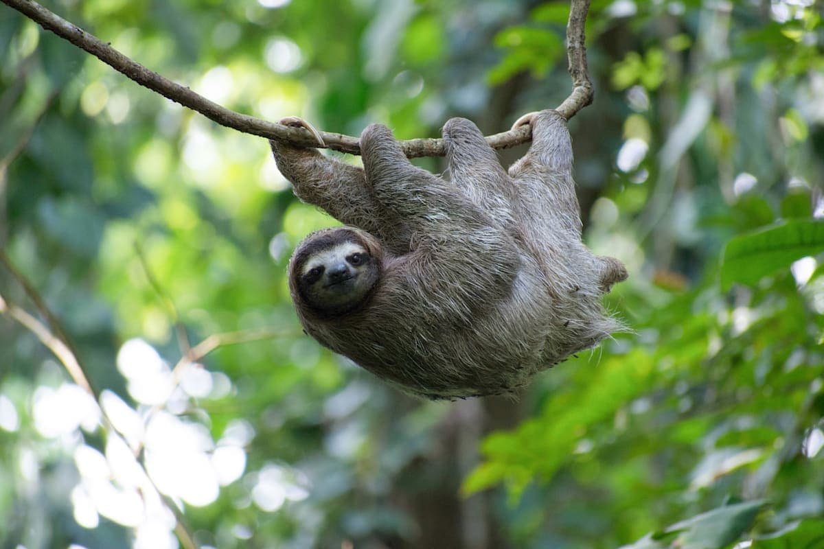 Summary picture